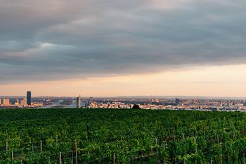 View over Vienna with vineyards in foreground